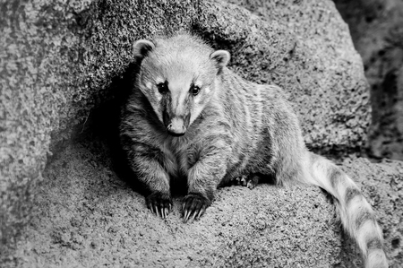 coati racoon is looking straightの写真素材