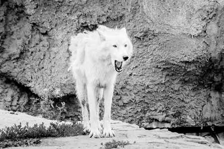 white wolf is standing on a stoneの写真素材