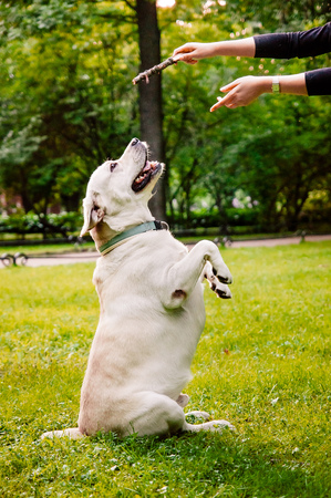 training of a breeder in the park