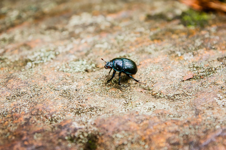 a small bug on the dirt road in the forestの写真素材