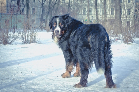 Gorgeous Bern shepherd turns around