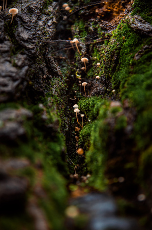 tiny mushrooms grow in the gorge of tree bark