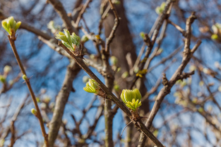 first leaves
