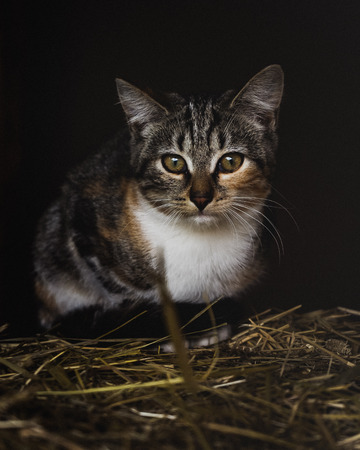 close up portrait of a cat on a strawの写真素材