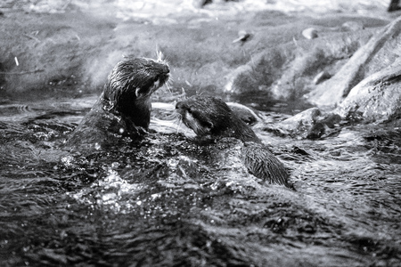 two otters in the waterの写真素材