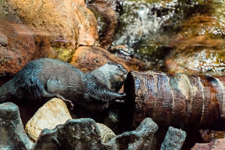 an otter and the tree trunkの写真素材