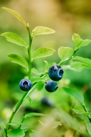 ripe blueberries on a green bushの写真素材
