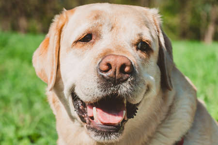 Portrait of an adult Labrador on a background of green Park. A happy dog is delighted with a trip to nature.の写真素材