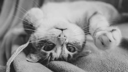 The cat lies on its back upside down and looks at the camera. Sleepy morning of the lazy siamese point lynxの写真素材