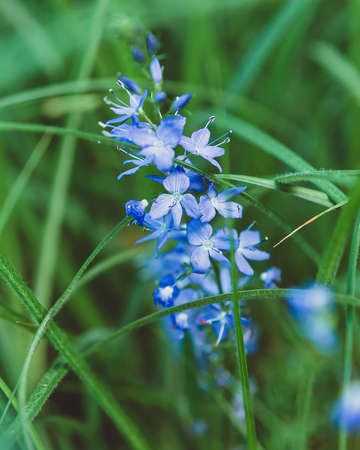 Blue field Polemonium blooms on a background of grass. Medicinal and decorative herbs and flowers of Russiaの写真素材