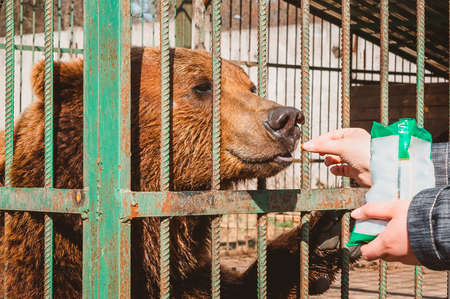 A hand holds out a nut to a brown bear behind bars in a cage. Feeding wild animals in the zooの写真素材