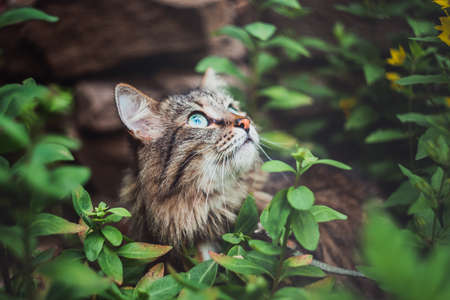A tabby cat sits in the garden and looks up. Walking Pets in nature in the Park.の写真素材