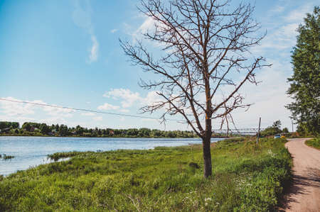 An old tree, a pond, and a road. Summer rural landscape in the Russian hinterland