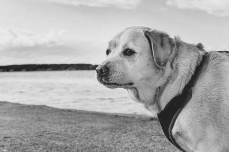 Dissatisfied Labrador Retriever with a sad face on a walk along the embankment. Black and white portrait of a dogの写真素材