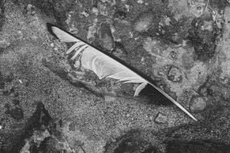 A black and white magpie Feather lies on the sand. Seasonal summer bird moultの写真素材