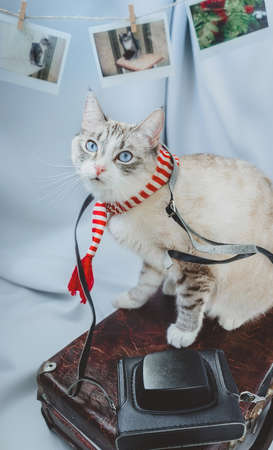 A cat with blue eyes looks at the camera and poses on a suitcase with a camera. Siamese point lynx...