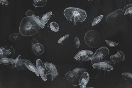 many jellyfish in black and white