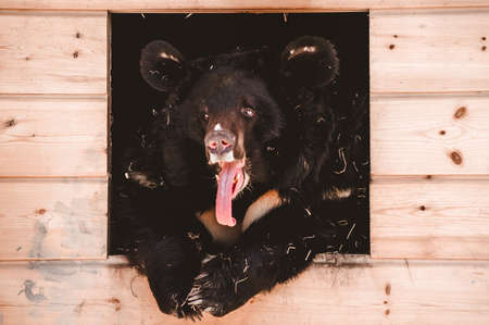 A Himalayan black bear lies yawning in a wooden box. Keeping large predators in captivity