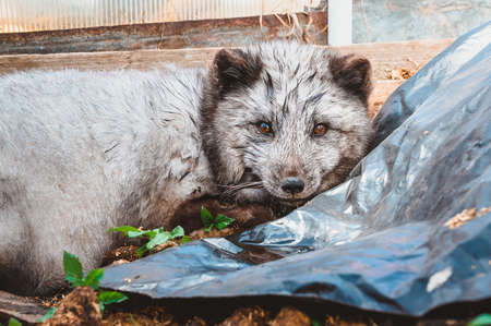 A wet wild blue Arctic Fox is lying on the ground, hidden in a garden plot. Injured wild animals in...