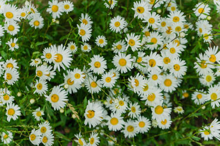 a chamomile flowerbed summer backgroundの写真素材