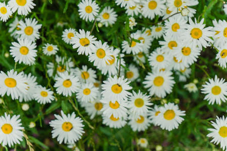 a chamomile bunch summer background close upの写真素材