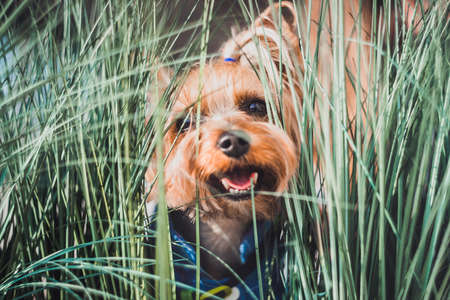 A Yorkshire Terrier looks out of the green grass and laughs. Fun dog Play on a walk in the field and in the gardenの写真素材