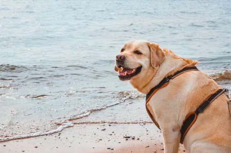 A cheerful Dog sits and smiles against the background of the waves of the sea. Walk of a fawn Labrador on a sandy beachの写真素材