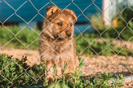 A lonely puppy looks through the metal fence of the shelterの写真素材