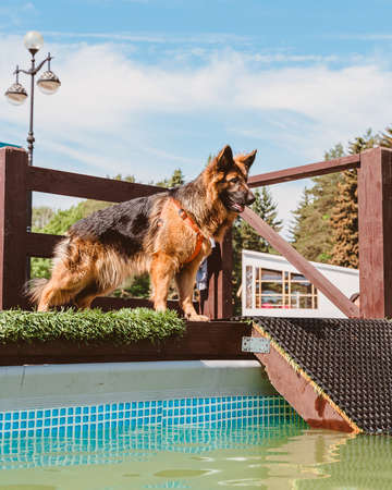 German Shepherd before jumping into the water. A large dog at a swimming competition in the pool.の写真素材