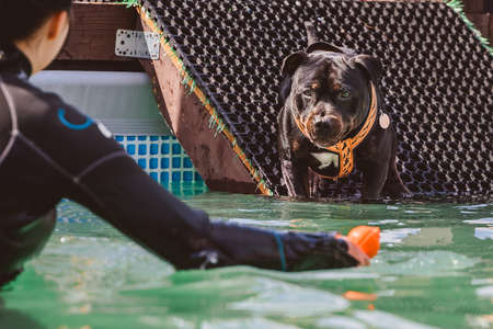 Pete the bull terrier before jumping into the sports pool. A dog handler teaches a dog to swim.の写真素材