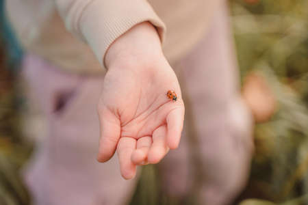 Ladybug crawls on the palm of the girl. A close-up of a beetle on a child's armの写真素材