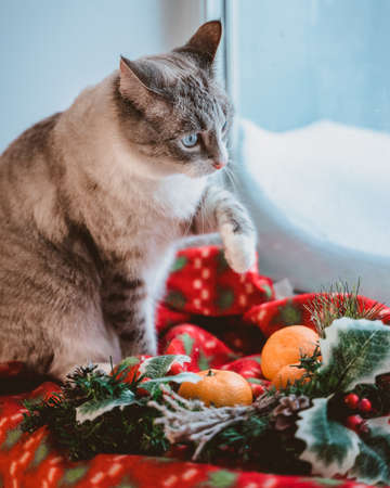The cat sits and raises its paw in winter at the snow-covered window. A white striped Thai kitten on a blanket on the windowsill examines tangerinesの写真素材