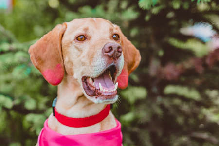 Portrait of a red hunting dog on a background of greenery. The muzzle of the Hungarian vizsla is a close-up in natureの写真素材
