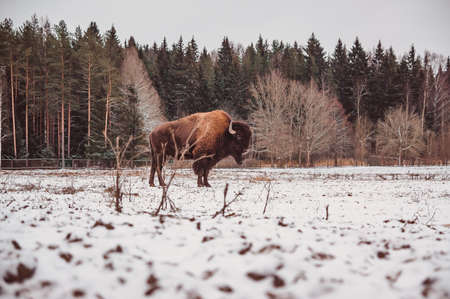 a bison stands in the distance on the snow of a winter field with a forest on the backgroundの写真素材