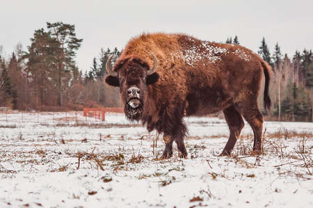 a bison moos in a winter snow field against a forest backgroundの写真素材