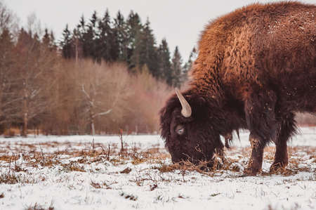 A bison grazes on a snowy winter field close upの写真素材