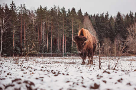 a bison walking in the snowy winter field against a forest backgroundの写真素材