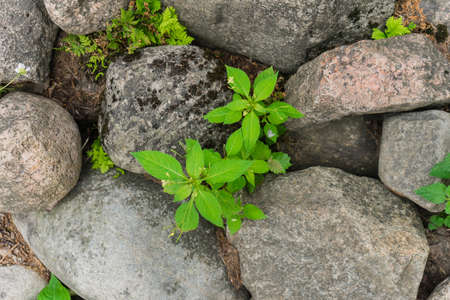 sprouts of young greenery make their way through heavy cobblestonesの写真素材