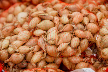 A lot of yellow onions in stock. Storage and drying of large bulbsの写真素材
