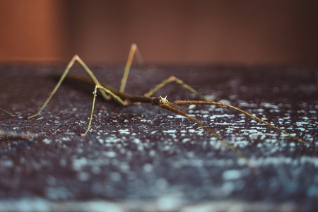 The rod-shaped insect is dark brown on a wooden board. Keeping a rare insect at homeの写真素材