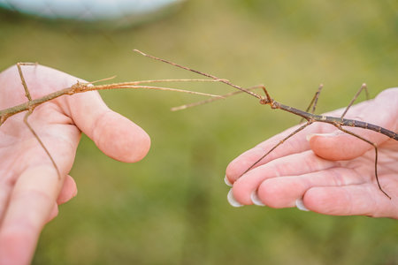 Two insect stick insects touch each other on people's hands. A pair of rare exotic ghostly insects