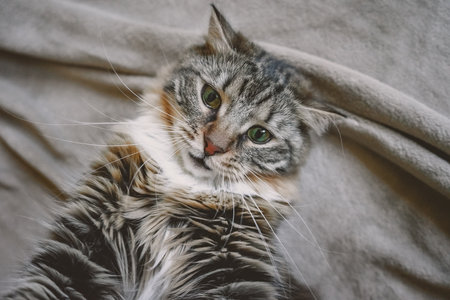 The muzzle of a striped cat playing on a gray plaid. Siberian kitten naughty close-up.