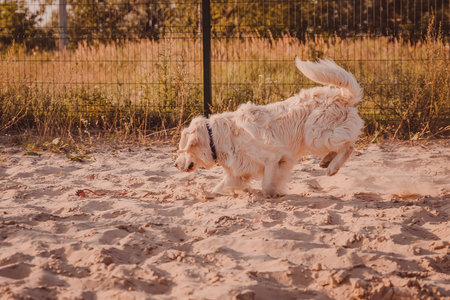 A white dog jumps on the sand. Golden Retriever is on the move on the sports fieldの写真素材