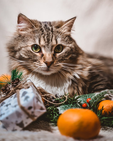 a wise fluffy striped cat lies on a Christmas white textured background with fir twigs, cones, holly leaves and berries, gifts and tangerinesの写真素材