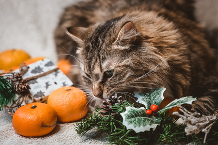 a thoughtful big fluffy striped cat lies on a Christmas white textured background with fir twigs, cones, holly leaves and berries, gifts and tangerinesの写真素材