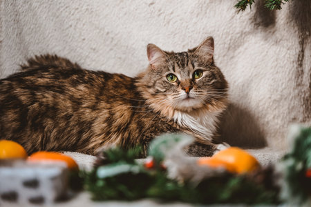 a delicate fluffy tabby cat lies on a Christmas white textured background with fir twigs, cones, holly leaves and berries, gifts and tangerinesの写真素材