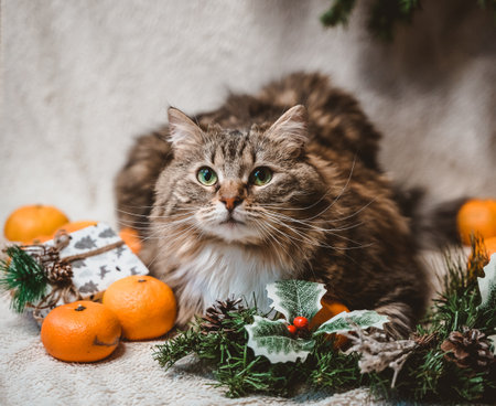a well-fed big fluffy tabby cat lies on a Christmas white textured background with fir twigs, cones, holly leaves and berries, gifts and tangerinesの写真素材