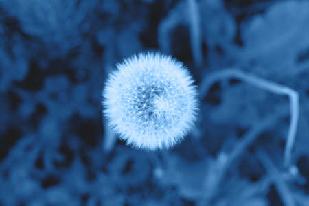 Beautiful close up picture of a dandelion in the grass in the trendy classic blue color of the year.