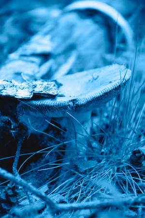 Beautiful picture of a mushroom in the forest in the trendy classic blue color of the year.の写真素材