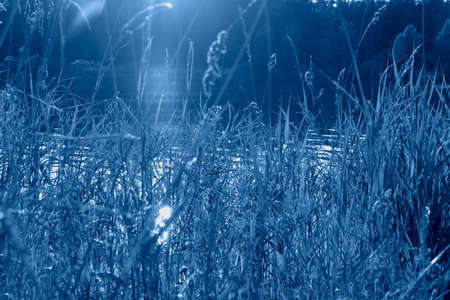 Beautiful and peaceful lake view through the grass with the sun beams in the trendy classic blue color of the year.の写真素材